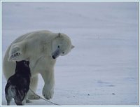     
: PolarBear01816.jpg
: 0
:	21.2 
ID:	123109