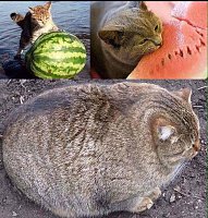     
: largeCAT.jpg
: 0
:	169.4 
ID:	131076