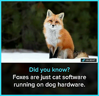     
: foxes.png
: 0
:	339.9 
ID:	142649