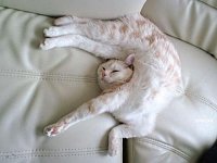     
: asp_970px_funny-sleeping-cats-12.jpg
: 0
:	58.5 
ID:	142017