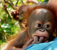     
: orangutany-samy-smeshnye-obezjany-foto_2274_s__15.jpg
: 102
:	44.9 
ID:	26574
