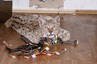     
: lynx_15_by_foxsvir-d331dgp.jpg
: 491
:	110.2 
ID:	58351